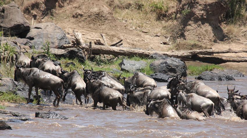 wildebeest migration 2015 - Mara