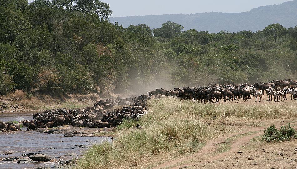 wildebeest migration 2015 - Mara