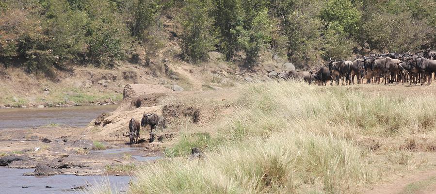 wildebeest migration 2015 - Mara