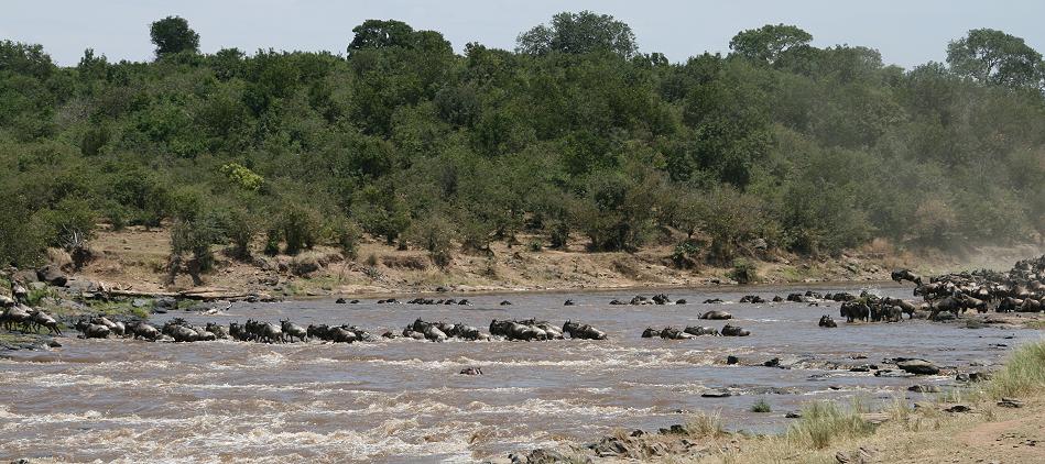 wildebeest migration 2015 - Mara