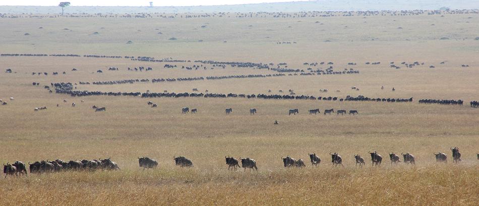 Wildebeest Migration, Masai Mara 2015