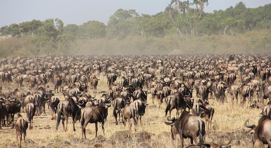 Wildebeest Migration, Masai Mara 2015