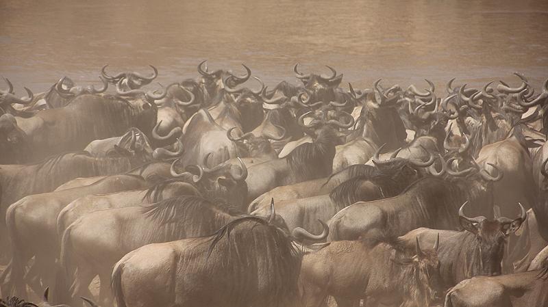 Wildebeest Migration, Masai Mara 2015