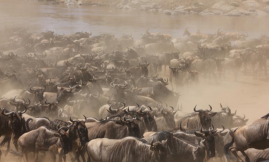 Wildebeest Migration, Masai Mara 2015