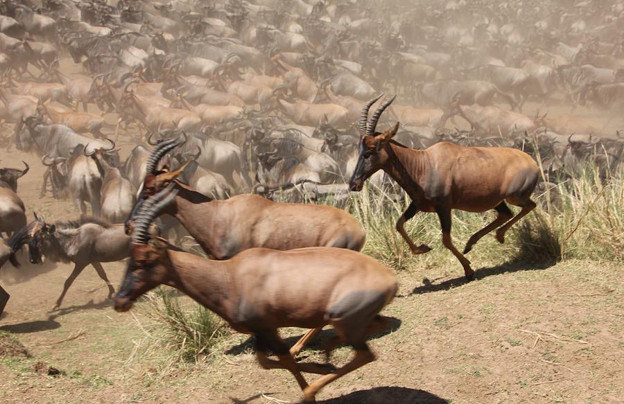 Wildebeest Migration, Masai Mara 2015