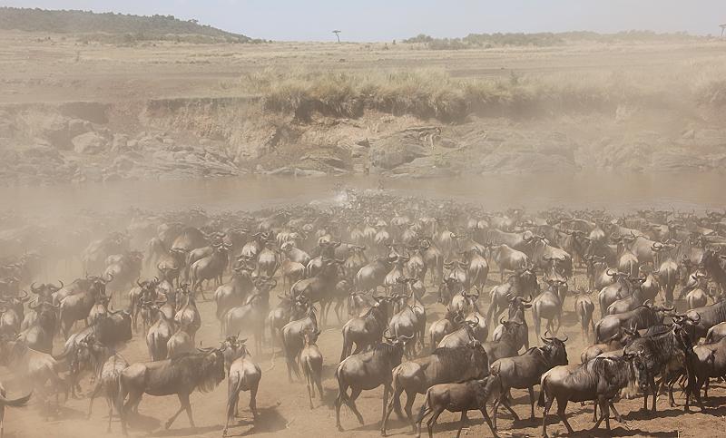 Wildebeest Migration, Masai Mara 2015