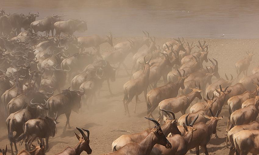 Wildebeest Migration, Masai Mara 2015