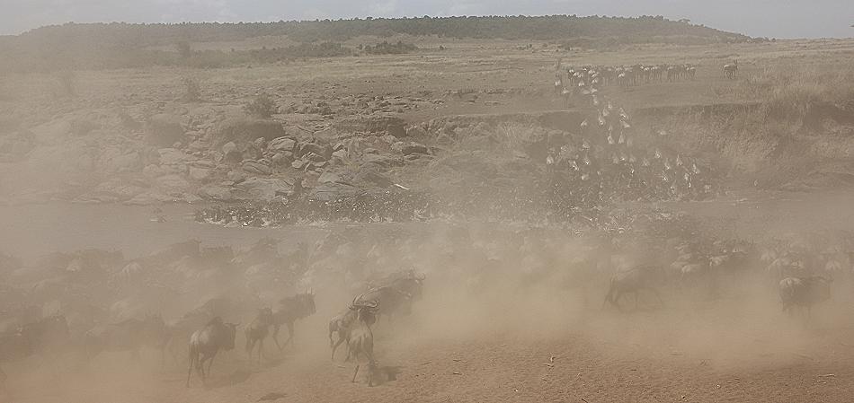 Wildebeest Migration, Masai Mara 2015