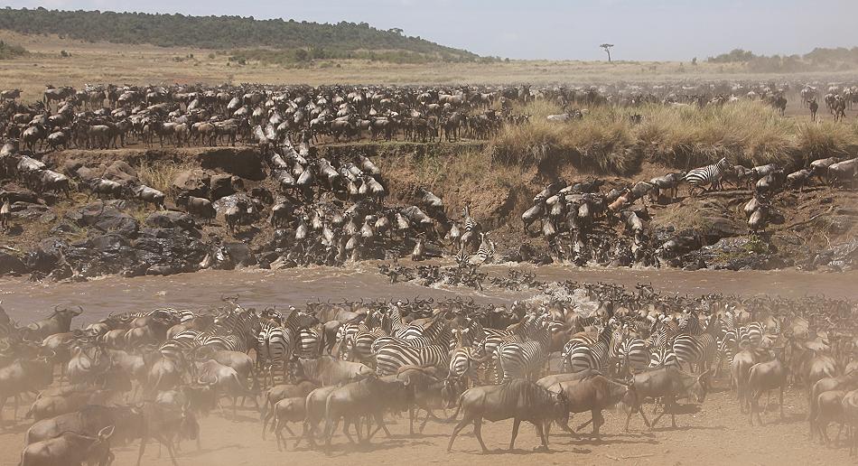 Gnu Wanderung, Masai Mara 2015