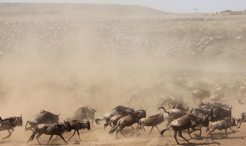 Gnu Wanderung, Masai Mara 2015