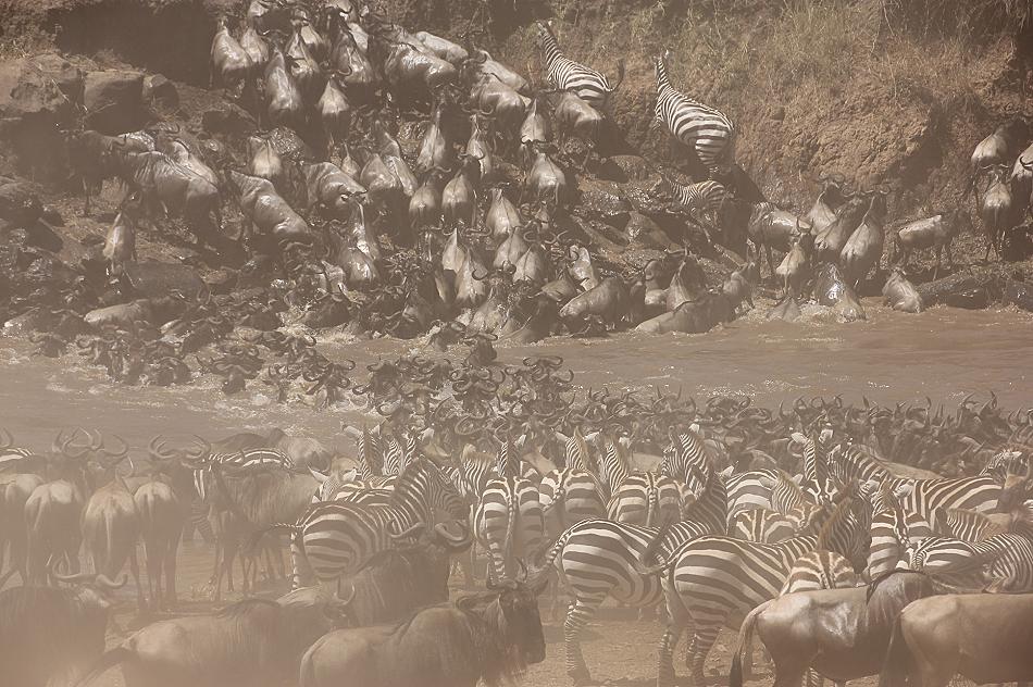 Wildebeest Migration, Masai Mara 2015