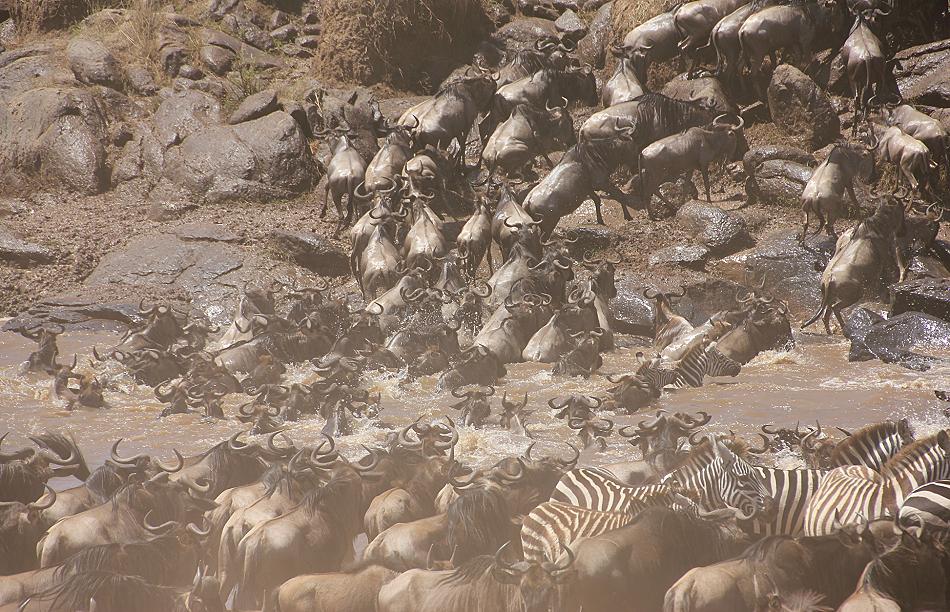 Gnu Wanderung, Masai Mara 2015
