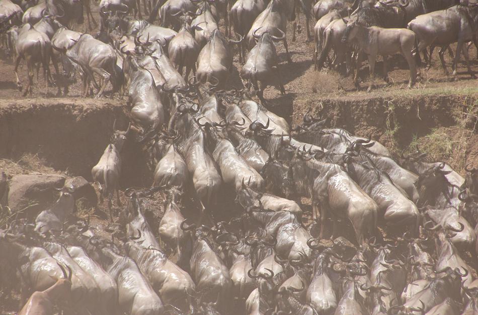 Wildebeest Migration, Masai Mara 2015