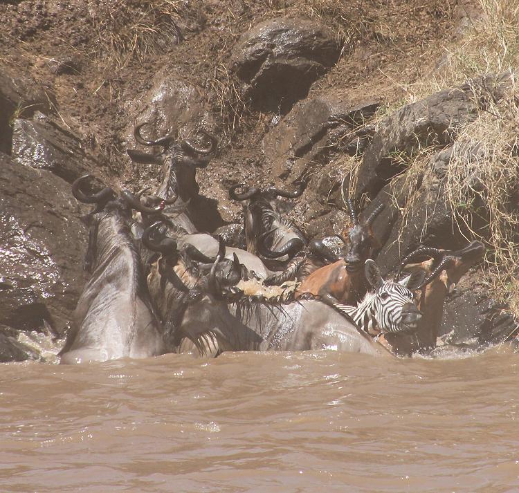 Gnu Wanderung, Masai Mara 2015