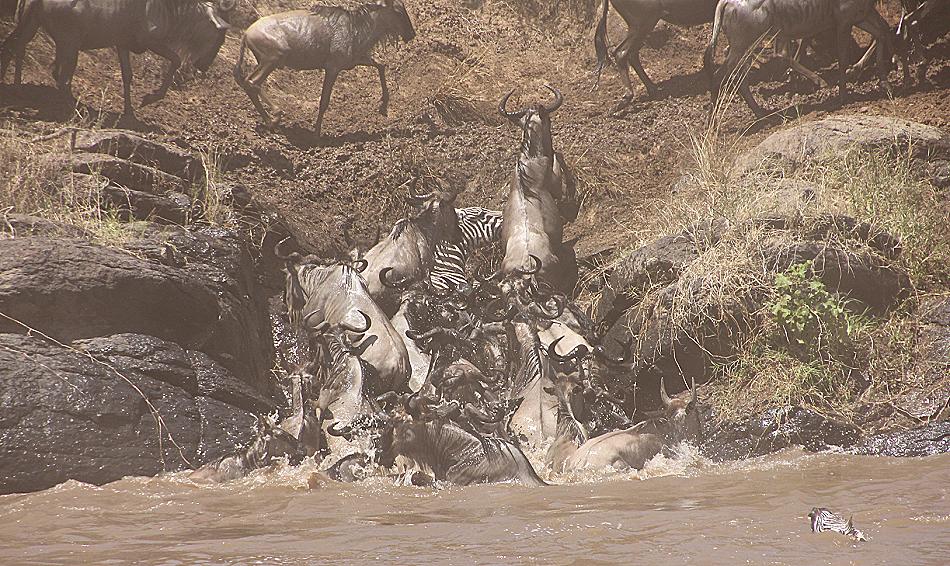 Wildebeest Migration, Masai Mara 2015