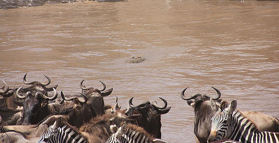 Gnu Wanderung, Masai Mara 2015