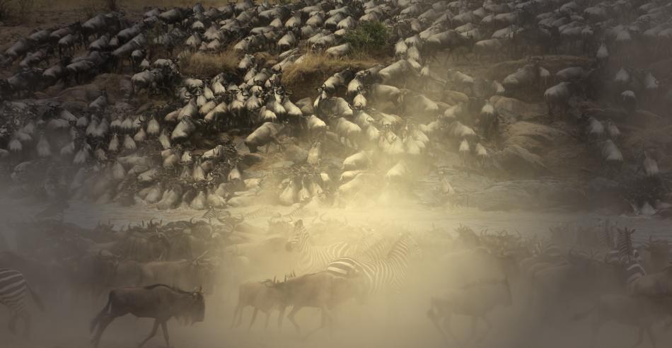 Wildebeest Migration, Masai Mara 2015