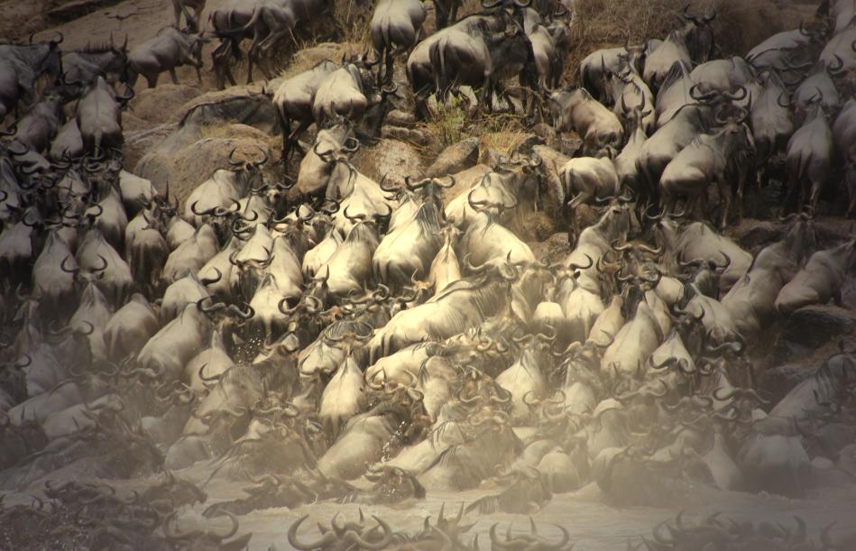 Wildebeest Migration, Masai Mara 2015