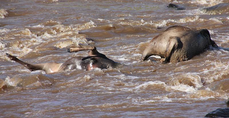 Wildebeest Migration, Masai Mara 2015