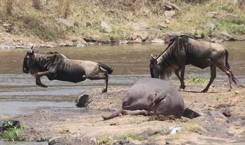 wildebeest migration 2015 - Mara
