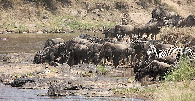 wildebeest migration 2015 - Mara