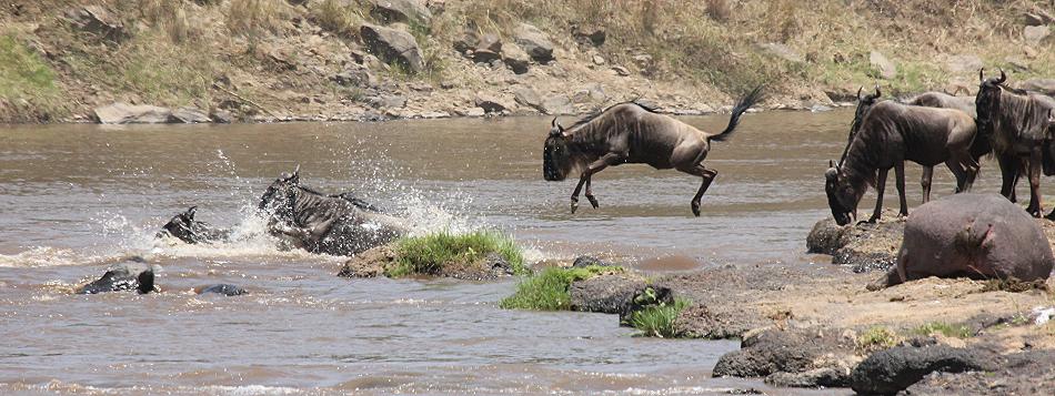 wildebeest migration 2015 - Mara