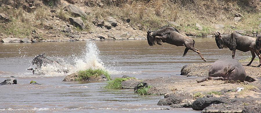 wildebeest migration 2015 - Mara