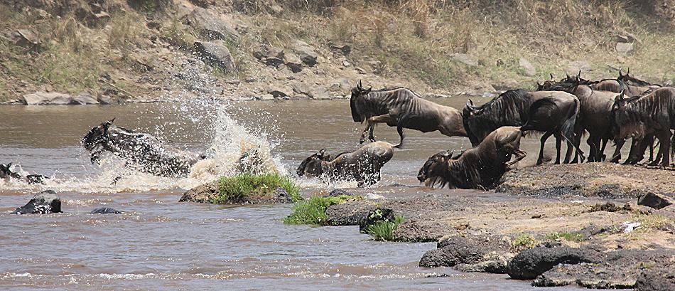 wildebeest migration 2015 - Mara