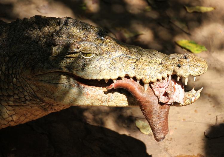 Krokodilfütterung im Boko Boko