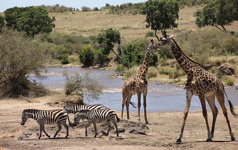 Zebras und Giraffen am Mara River