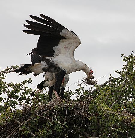 Sekretär Vögel beim Nestbau