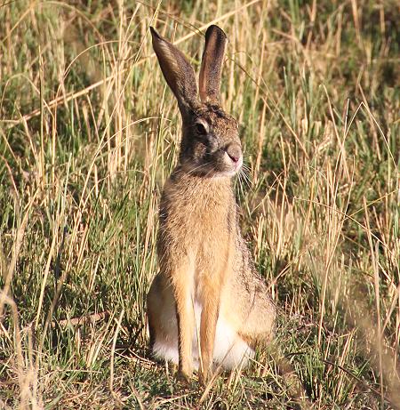 Hase, Masai Mara