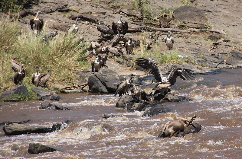 Gnu Wanderung, Masai Mara 2015