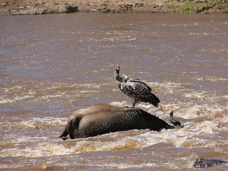 Gnu Wanderung, Masai Mara 2015