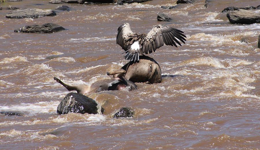 Gnu Wanderung, Masai Mara 2015