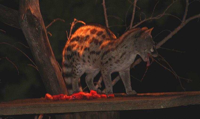 Ginsterkatze im Rock Side Camp