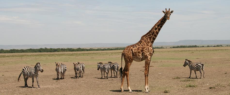 Masai Giraffen