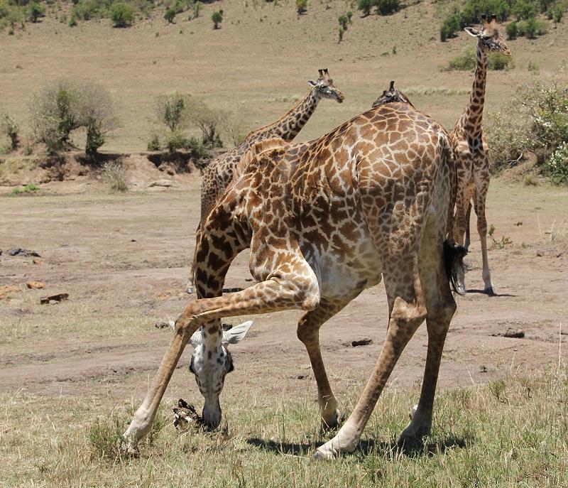Giraffe frisst Fleisch