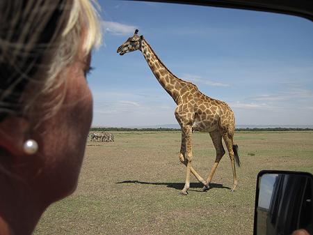 Masai Giraffen