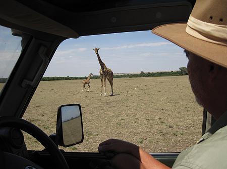 Masai Giraffen