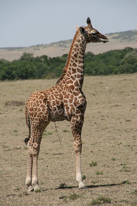 Masai Giraffen