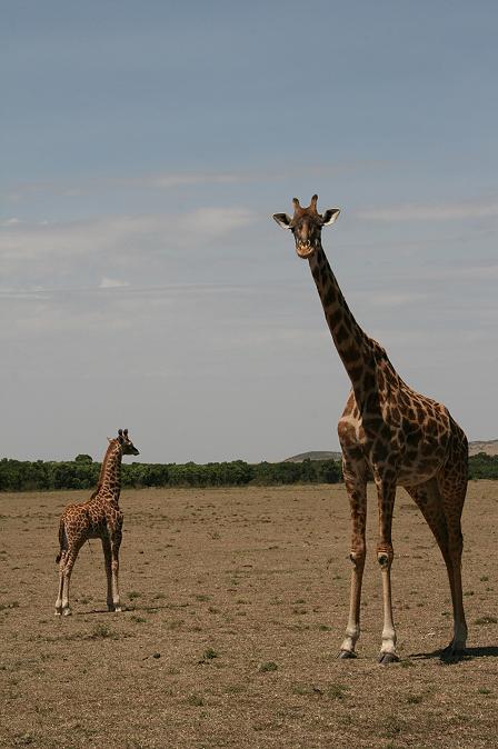 Masai Giraffen
