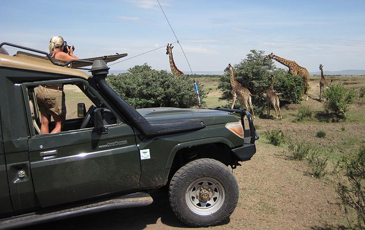 Masai Giraffen