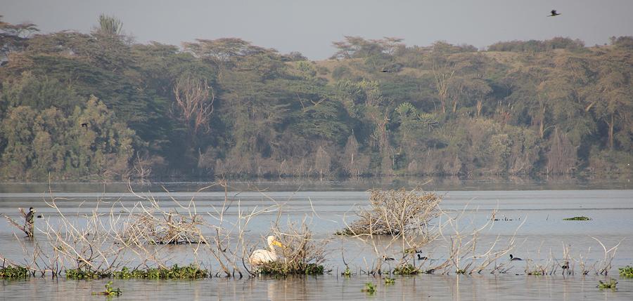 Kiboko Camp - Lake Naivasha
