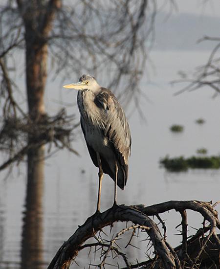 Kiboko Camp - Lake Naivasha