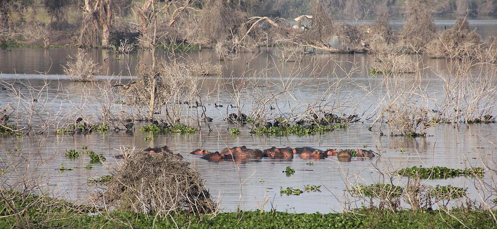 Kiboko Camp - Lake Naivasha