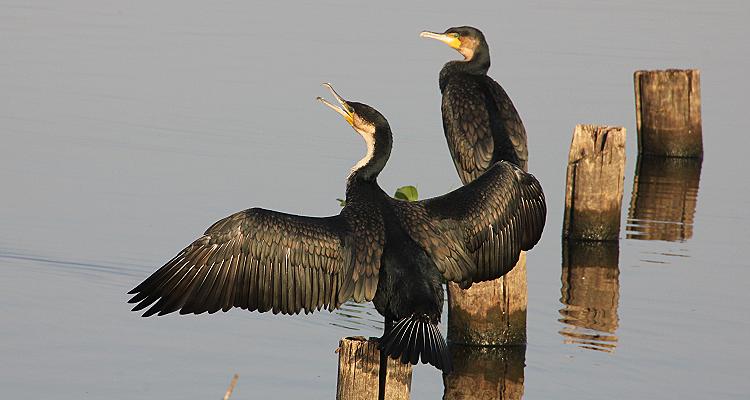 Kiboko Camp - Lake Naivasha