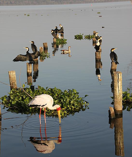 Kiboko Camp - Lake Naivasha