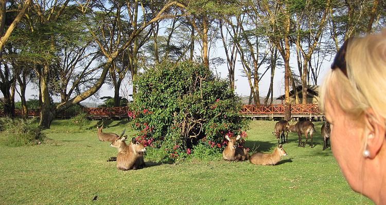 Kiboko Camp - Lake Naivasha