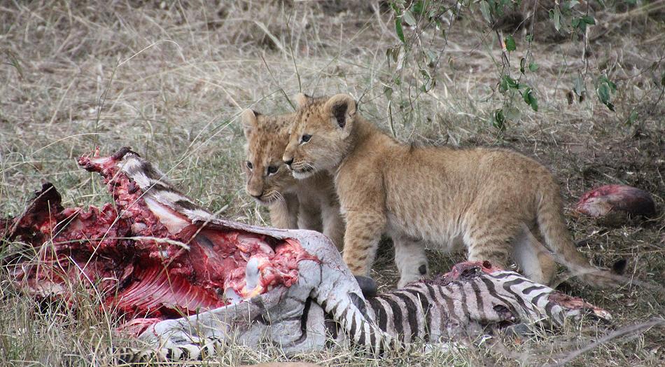 Löwenbabys